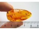 4 Caddisflies, Ant, Spider, Springtail, Mite and More. Fossil inclusions Baltic amber #13025