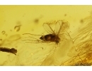Caddisfly, Wasp, Dipterans, Plant and More. Fossil inclusions Baltic amber #13026