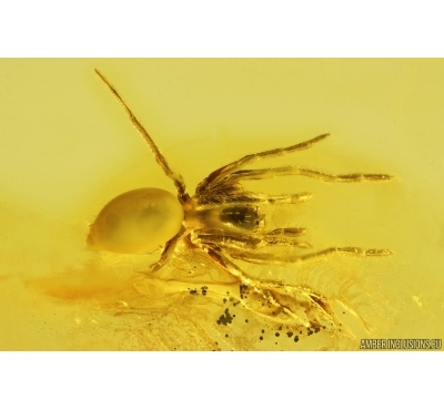 Nice Spider Araneae. Fossil inclusion Baltic amber #13027