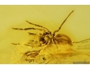 Nice Spider Araneae. Fossil inclusion Baltic amber #13027
