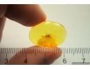 Nice Spider Araneae. Fossil inclusion Baltic amber #13027