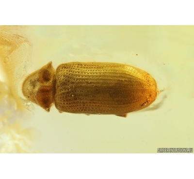 Nice Spider Beetle Ptinidae. Fossil insect in Baltic amber #13031