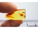 Nice Spider Beetle Ptinidae. Fossil insect in Baltic amber #13031