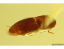 Nice Click beetle Elateroidea with Water drop inside body. Fossil insect Baltic amber #13032