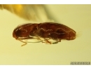 Nice Click beetle Elateroidea with Water drop inside body. Fossil insect Baltic amber #13032