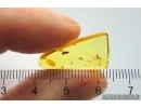 Nice Click beetle Elateroidea with Water drop inside body. Fossil insect Baltic amber #13032