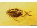 Nice Planthopper nymph Fulgoromorpha and Gnat. Fossil inclusions Baltic amber #13033