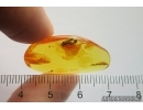 Very Nice Rare Plant. Fossil inclusion Baltic amber #13036