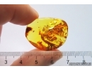 Nice Unknown Eggs and Scuttle Fly Phoridae. Fossil inclusions Baltic amber stone #13038