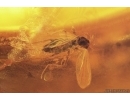 True midge Chironomidae and Big 40mm Stalactite. Fossil inclusions Baltic amber #13047