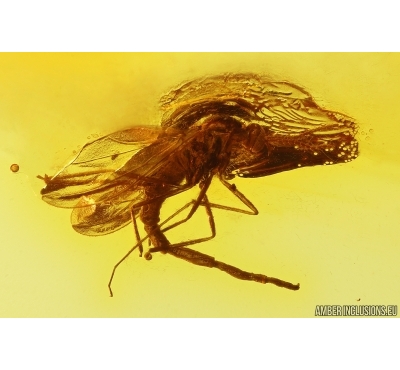 Nice Gall Midge Cecidomyiidae. Fossil insect Baltic amber #13049