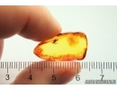 Nice Gall Midge Cecidomyiidae. Fossil insect Baltic amber #13049
