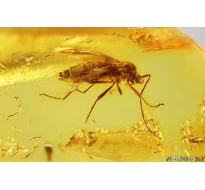 Rare March fly Bibionomorpha. Fossil insect in Baltic amber #13057