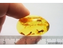 Rare March fly Bibionomorpha. Fossil insect in Baltic amber #13057