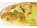 Swarm of Dark-Winged fungus gnats Sciaridae. Fossil inclusions Baltic amber #13058