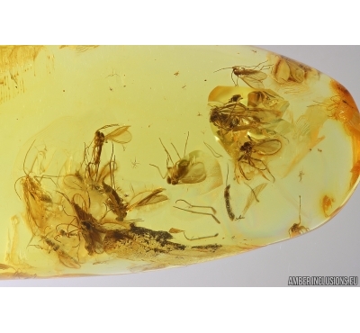 Swarm of Dark-Winged fungus gnats Sciaridae. Fossil inclusions Baltic amber #13058