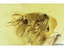 Swarm of Dark-Winged fungus gnats Sciaridae. Fossil inclusions Baltic amber #13058