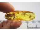 Swarm of Dark-Winged fungus gnats Sciaridae. Fossil inclusions Baltic amber #13058