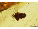 Caddisflies Trichoptera and Muscoid fly Acalyptratae. Fossil inclusions Baltic amber #13060