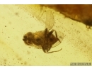 Caddisflies Trichoptera and Muscoid fly Acalyptratae. Fossil inclusions Baltic amber #13060