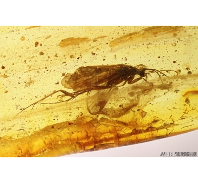 Caddisflies Trichoptera and Muscoid fly Acalyptratae. Fossil inclusions Baltic amber #13060