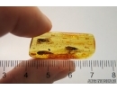 Caddisflies Trichoptera and Muscoid fly Acalyptratae. Fossil inclusions Baltic amber #13060