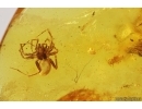 Spider Araneae, Mite Acari and 2 Scale insects Coccid. Fossil inclusions Baltic amber #13062