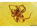 Spider Araneae, Mite Acari and 2 Scale insects Coccid. Fossil inclusions Baltic amber #13062