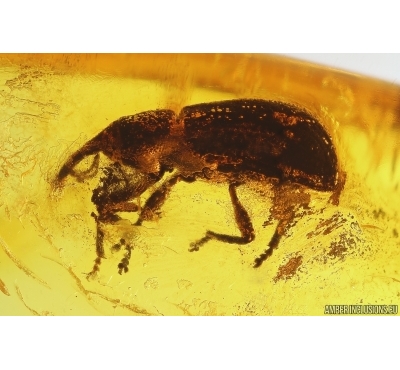 Weevil Beetle Curculionidae. Fossil insect in Baltic amber #13066