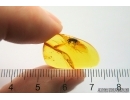 Weevil Beetle Curculionidae. Fossil insect in Baltic amber #13066