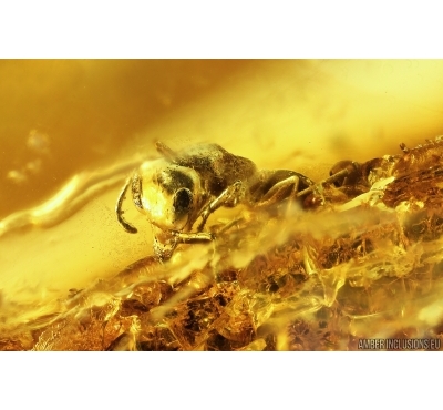 Nice Ant Formicidae Gesomyrmex on big 36mm Leaf. Fossil inclusions Baltic amber #13069