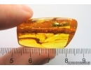 Nice Ant Formicidae Gesomyrmex on big 36mm Leaf. Fossil inclusions Baltic amber #13069
