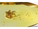 Spider Araneae. Fossil inclusion Baltic amber #13070