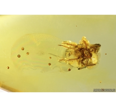 Spider Araneae. Fossil inclusion Baltic amber #13070