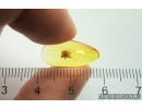 Spider Araneae. Fossil inclusion Baltic amber #13070
