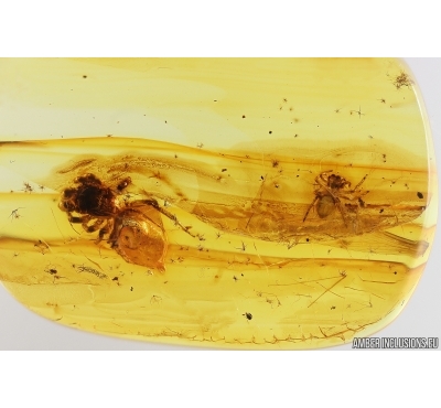 Two Jumping Spiders Salticidae. Fossil inclusions in Baltic amber #13071