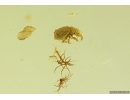 Very Nice Pseudoscorpion, Spider, Plant and Mite. Fossil inclusions Baltic amber #13073