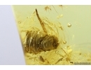 Very Nice Pseudoscorpion, Spider, Plant and Mite. Fossil inclusions Baltic amber #13073