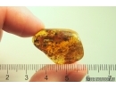 Moth, Ant and Termite. Fossil inclusions Baltic amber #13075