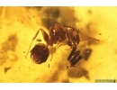 Nice Big Leaf, Spider and Ants. Fossil inclusions Baltic amber #13076