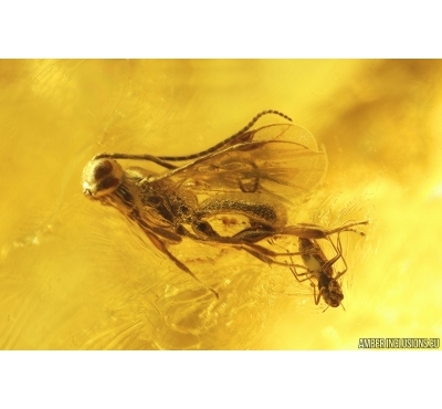 Two Wasps Hymenoptera and Gnat Diptera. Fossil inclusions Baltic amber #13078