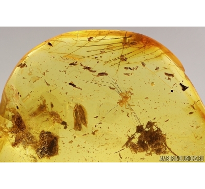 Mammalian hair and Spider Araneae. Fossil inclusions Baltic amber #13082