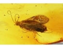 Two Caddisflies Trichoptera. Fossil inclusions Baltic amber #13084