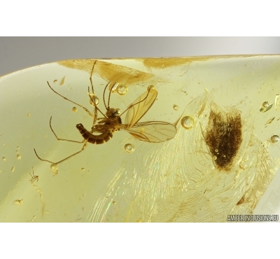 Moth Lepidoptera and Dark-Winged fungus gnat Sciaridae. Fossil inclusions Baltic amber #13085