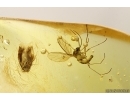 Moth Lepidoptera and Dark-Winged fungus gnat Sciaridae. Fossil inclusions Baltic amber #13085