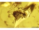 Nice Dance fly Empididae, Jumping Spider, Ants and More. Fossil inclusions Baltic amber #13086