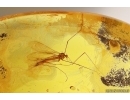 Rare Crane fly Limoniinae Rhabdomastix. Fossil insect in Baltic amber #13097