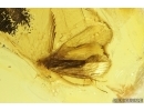 Nice Caddisfly Trichoptera. Fossil insect Baltic amber #13099