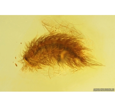 Millipede Synxenidae and Ant Head. Fossil inclusions Baltic amber #13100