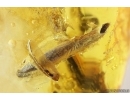 Two Leaves and Mite Acari. Fossil inclusions Baltic amber stone #13102